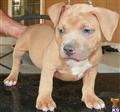 american pit bull puppy posted by 3GZ Bullies